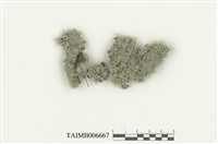 藏品(八齒苔)的圖片